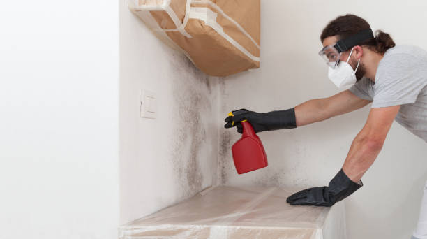 Professional Basement Mold Removal technician working in Glen Head, NY